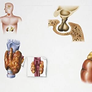 Illustration showing parts of endocrine system