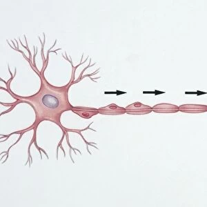 Illustration showing transmission of nerve impulse