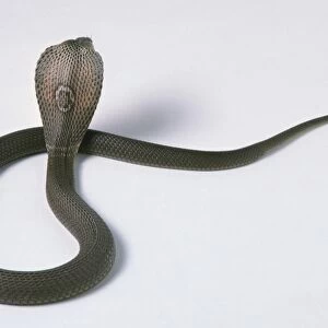 Indian cobra or Spectacled Cobra (Naja naja) with its head raised