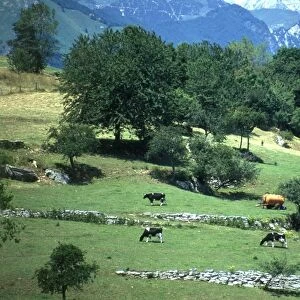 Italy, Bolca, cattle grazing in green village pastures on southern edge of Italian Alps in the Veneto
