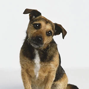 Jack Russell Terrier, Domestic Dog, canis familiaris, sitting and tilting its head sideways