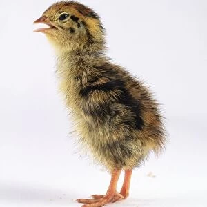 Japanese quail (Coturnix Japonica) chick, calling, side view