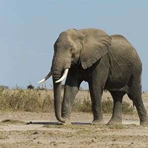 Kenya, Amboseli National Park, African elephant (Loxodonta africana) walking in sand and grass landscape