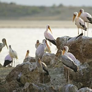Kenya, Rift Valley, Lake Magadi, a group of Yellow-billed storks (Mycteria ibis) on rocks on the lakes shore