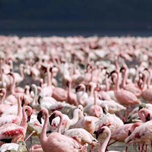 Kenya, Rift Valley, Lake Nakuru National Park, Cormorant Point, colony of Lesser flamingos (Phoenicopterus minor), focus on foreground