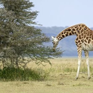 Kenya, Rift Valley, Lake Nakuru National Park, a Rothschilds giraffe (Giraffa camelopardalis rothschildi) eating leaves from a tree