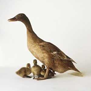 Ducks Collection: Khaki Campbell Duck