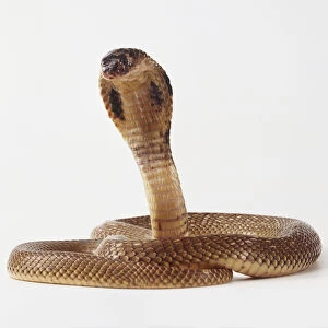 King Cobra Snake (Ophiophagus hannah), head rising over coiled body, front view