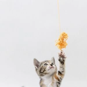A kitten reaching up at some wool