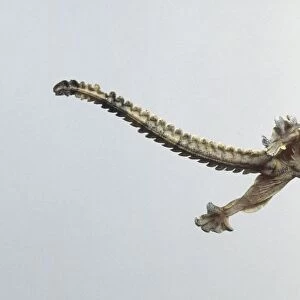 Kuhls flying gecko (Ptychozoon kuhli) in mid-air, side view
