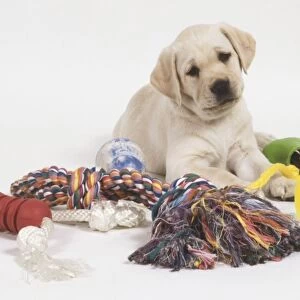Labrador puppy (Canis familiaris) surrounded by toys, front view