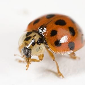 Ladybird (Adalia 10-Punctata) standing, close-up