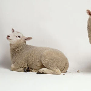 Two lambs, eight weeks old, cream coloured woolly coat, upright ears, dark brown hooves, one lying down with legs folded under body and head raised, other lamb standing aside bleating, mouth open, short tail outstretched, side view