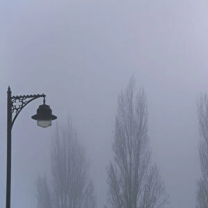 Lamp and trees in mist, Oxford