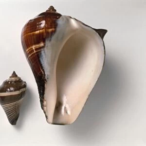 Large and small Pacific Crown Conch (Melongena patula) shells