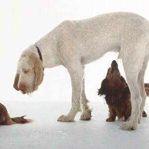 A large white Italian spinone sniffs at a smaller reddish dachshund while being scrutinized in turn by another small dachshund standing beneath its belly