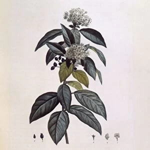 Laurustinus (Viburnum tinus), Henry Louis Duhamel du Monceau, botanical plate by Pierre Joseph Redoute