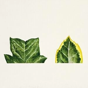 Leaf tips acuminate, truncate, sharp, mucronate, obtuse, emarginate, illustration