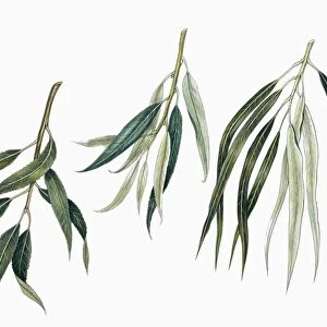 Leaves of Crack Willow Salix fragilis, White Willow Salix alba and Common Osier Salix viminalis, illustration