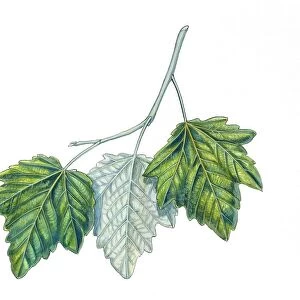 Leaves of White Poplar Populus alba, illustration