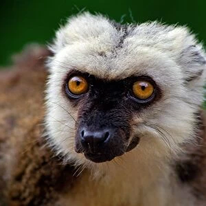 Lemur. Lemur Fulvus Albifrons