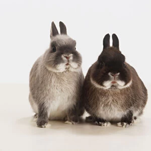 A light-grey Rabbit cuddling up to another, dark grey Rabbit (Oryctolagus cuniculus)