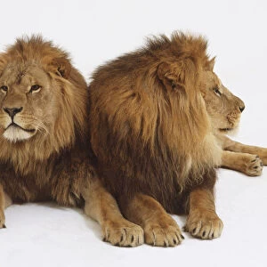 Two Lions (Panthera leo) lying on their front side by side, front view