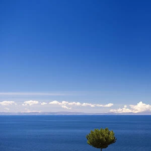 Lonely tree on Taquile Island, Lake Titicaca