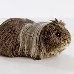 Long-haired grey Peruvian guinea pig