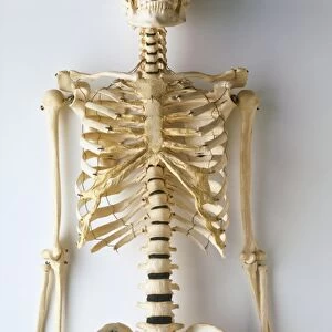Lower half of human skeleton, jaw, spinal column, rib cage, pelvis, femurs, arms, hands and fingers, front view