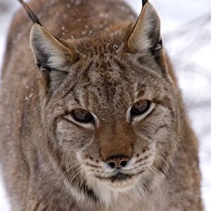 Lynx Lynx. Civitella Alfedena. National Park D abruzzo. Abruzzo. Italy