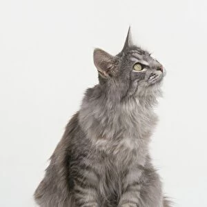 Maine Coon cat, sitting, looking up