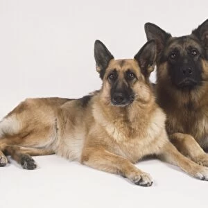 Male and female German Shepherd Dogs (Canis familiaris), lying side by side and looking at camera, front view