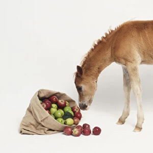 Male foal (Equus caballus) feeding from sack of apples, side view