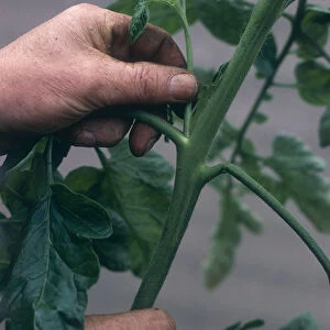Man removing side-shoots on a tomato plant by hand