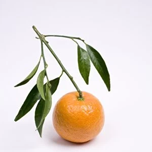 Mandarin with stalk on white background, close-up
