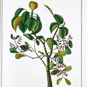 Manicheel tree (Hippomane mancinella) or Poison Guava: Caribbean and Gulf of Mexico
