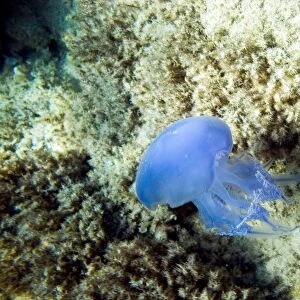 mar mediterraneo, medusa