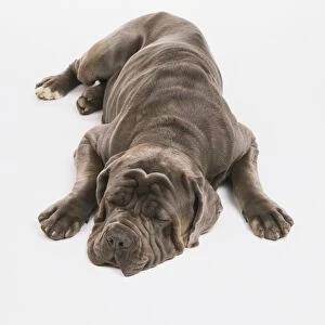 Mastiff (Canis familiaris) lying on the floor with its eyes closed, front view