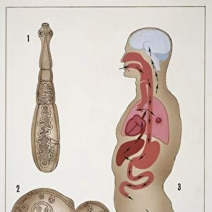 Medicine - Tapeworm (Taenia echinococcus), drawing