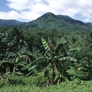 Micronesia, Eastern Caroline islands, island of Pohnpei (Ponape), banana plantation