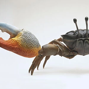 Model of Fiddler Crab (Uca vocans) in courtship display, claw outstretched
