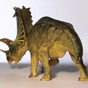 Model of Pentaceratops dinosaur, 3 / 4 angle, facing away