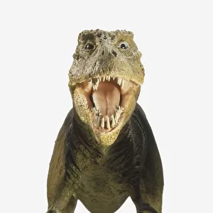 Model of Tyrannosaurus Rex with mouth open showing teeth, front view