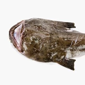 Monkfish (Lophius piscatorius)