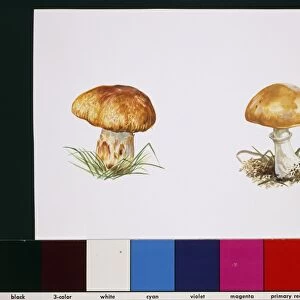 Mushrooms, Plantae, Lepiota cretacea, illustration