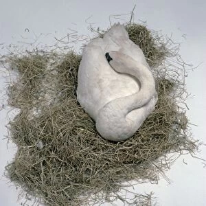 Mute swan (Cygnus olor) asleep amongst hay, view from above