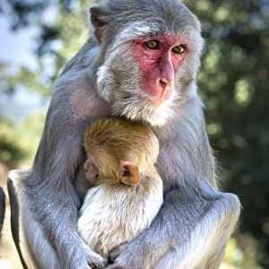 Myanmar, Popa mount, Monkeys