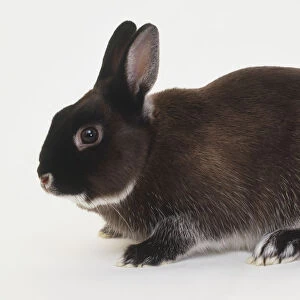 Netherland dwarf rabbit, side view