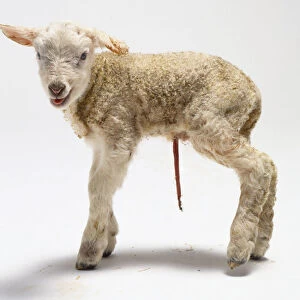 Newborn lamb, four hours old, woolly cream coloured coat, umbilical cord hanging beneath underbelly, slightly bloody ear, mouth open, tongue showing, black and pink nose, standing, looking towards camera, side view